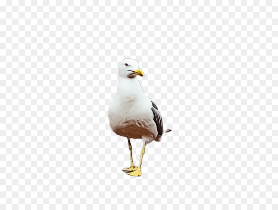 Gaviota，Blanco PNG