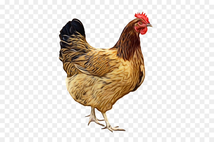 Pollo，Aves PNG