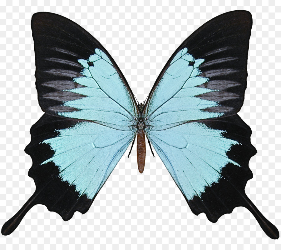 Las Polillas Y Las Mariposas，Mariposa PNG