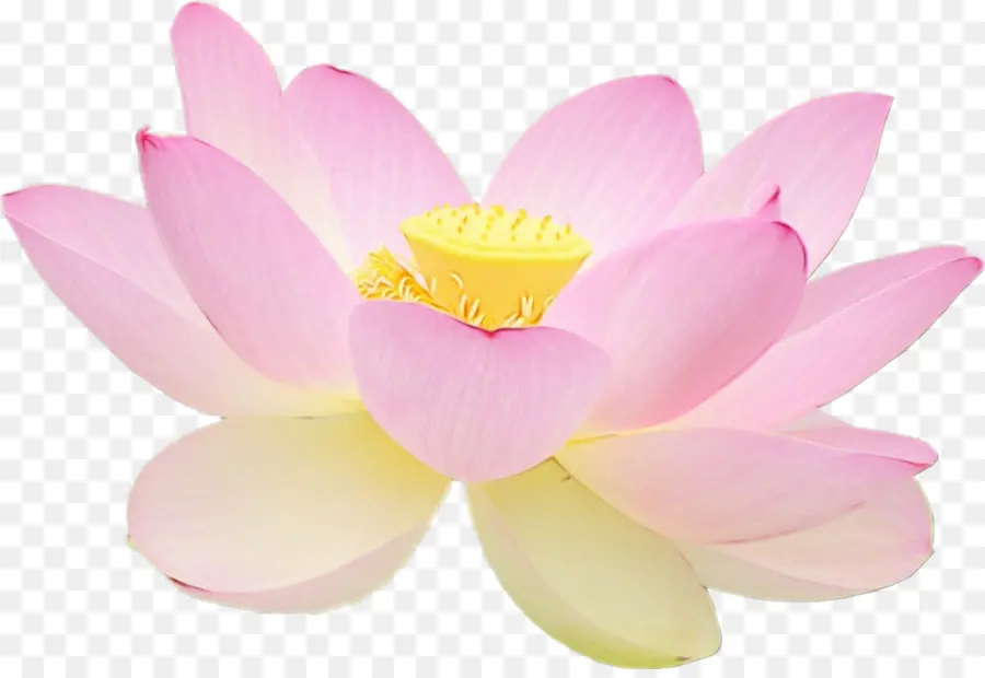 Flor De Loto，Rosa PNG