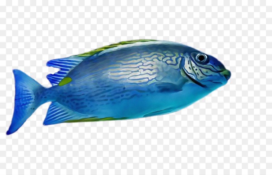 Los Peces，Azul PNG