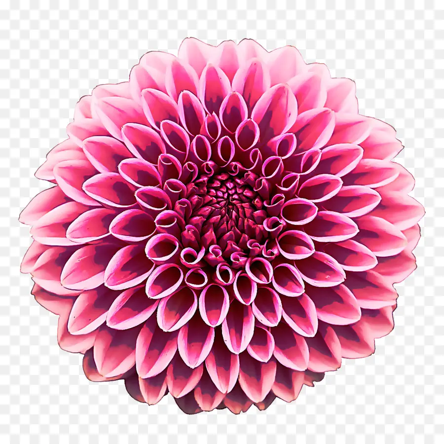 Flor，Dalia PNG