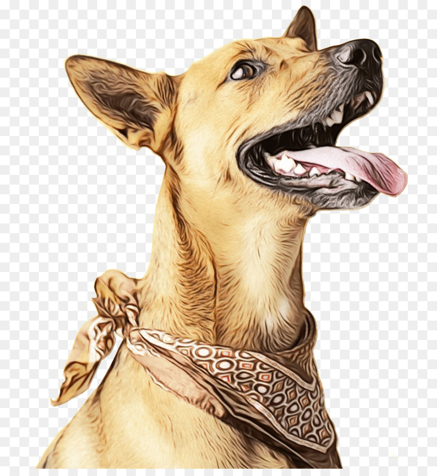 Raza De Perro，Perro PNG