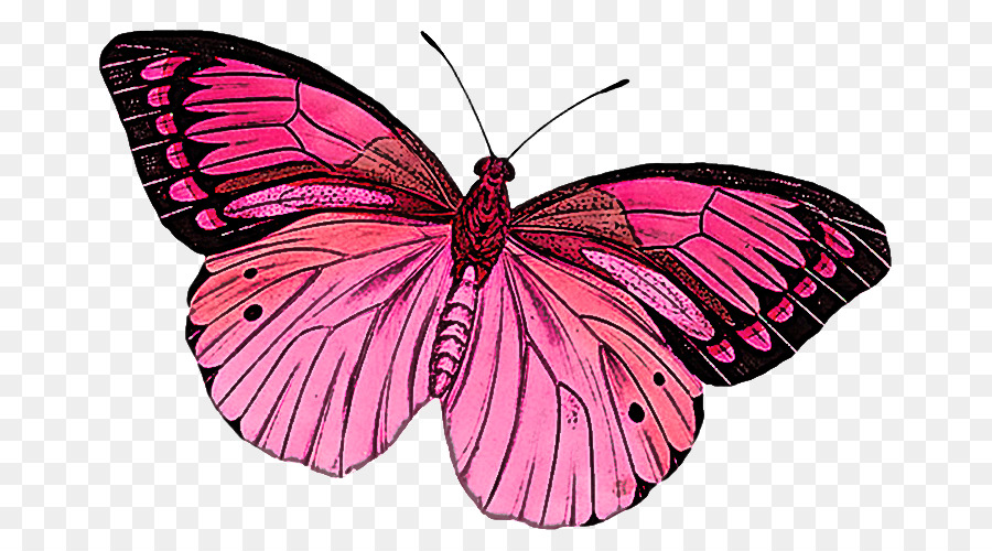 Mariposa，Rojo PNG