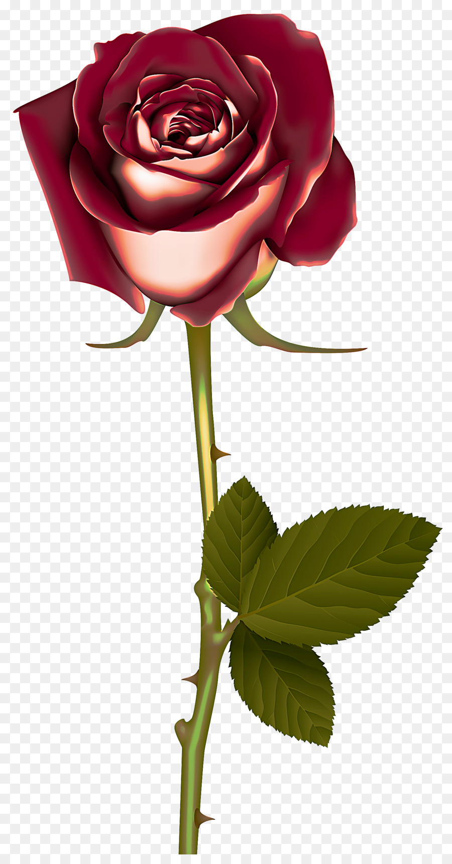 Flor，Rosa PNG