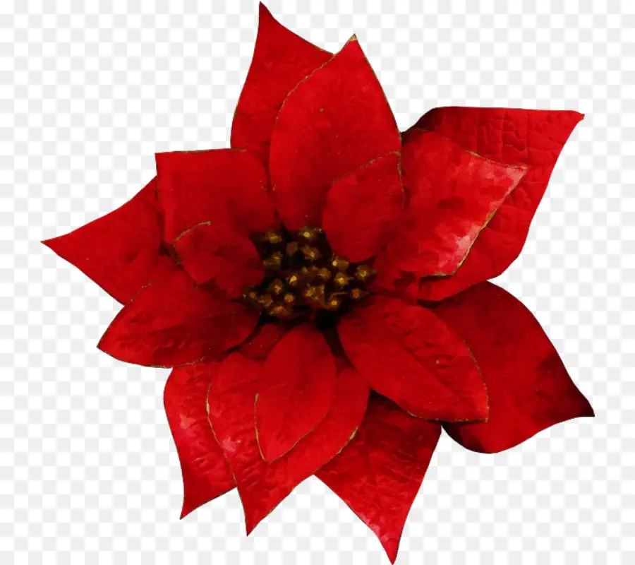 Flor，Rojo PNG