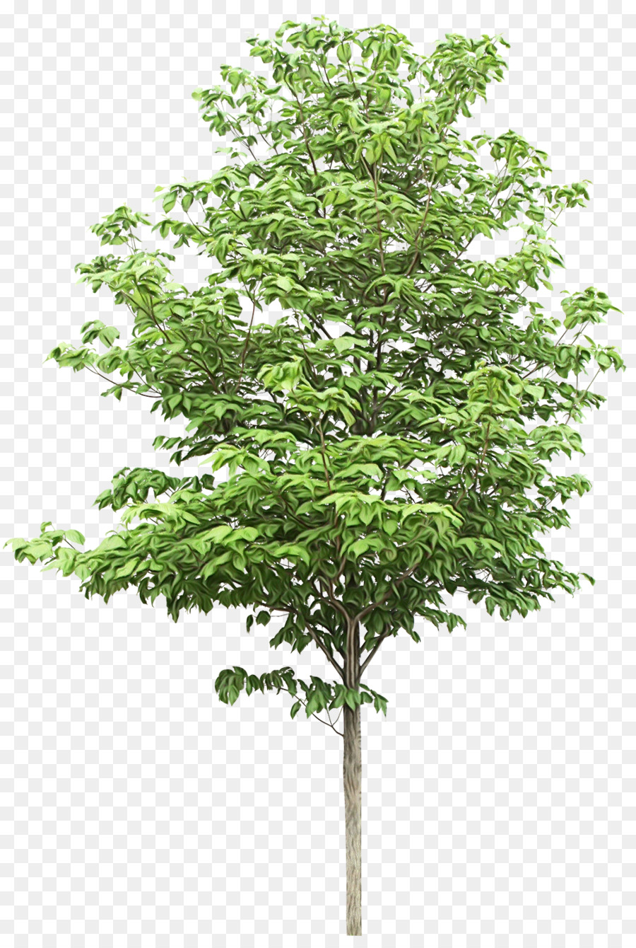 Árbol，Planta PNG