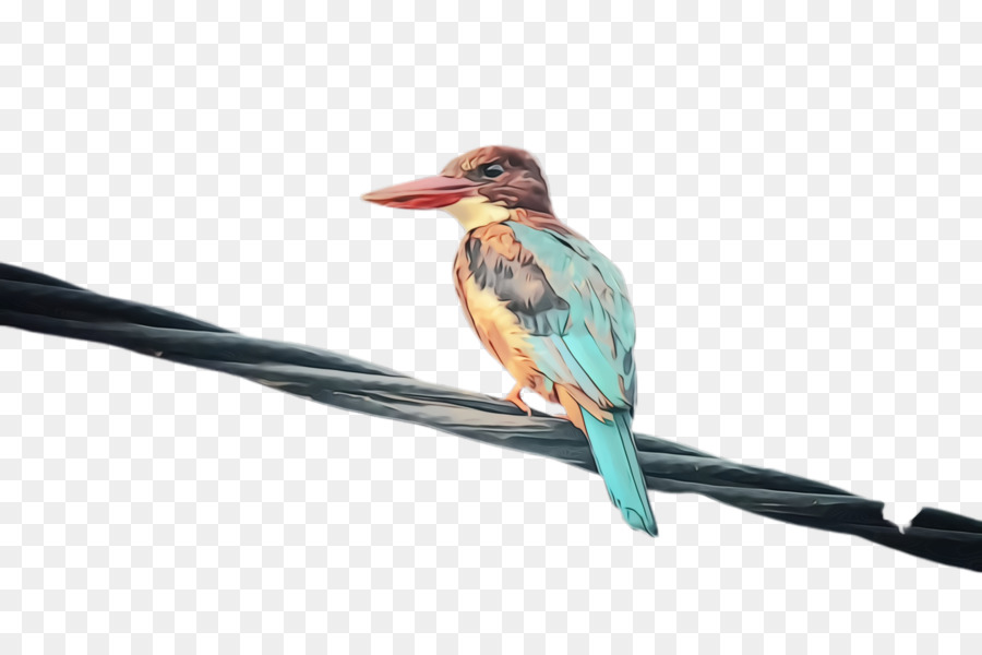 Aves，Pico PNG