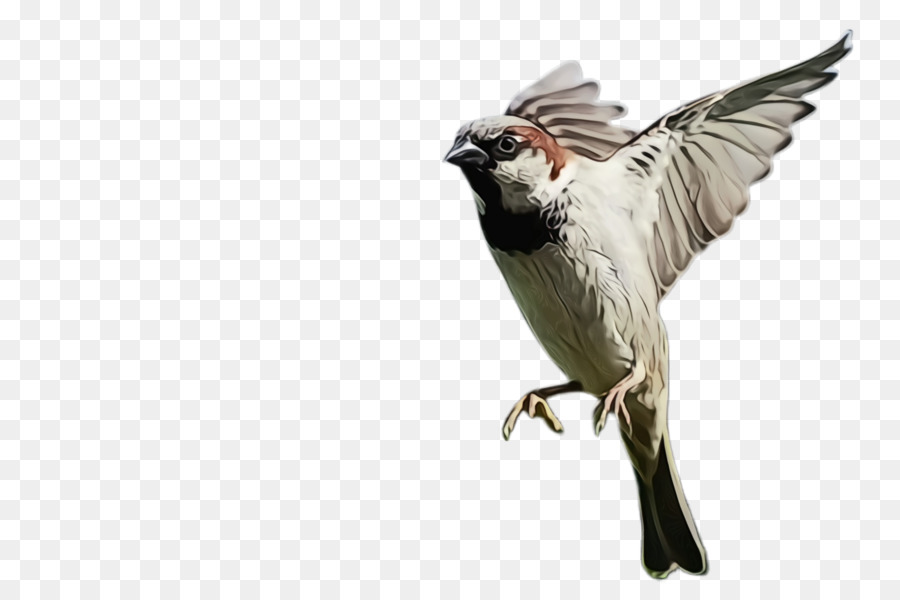 Aves，Pico PNG