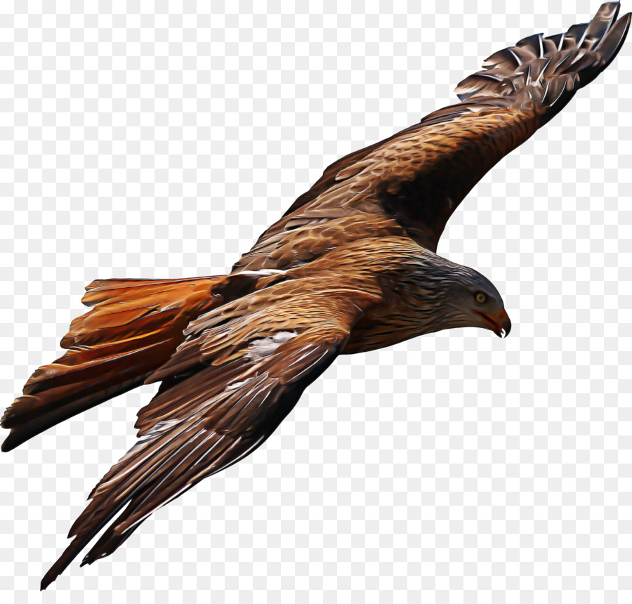 Aves，Golden Eagle PNG