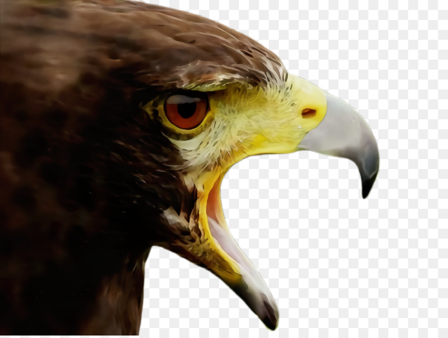 Aves，Pico PNG