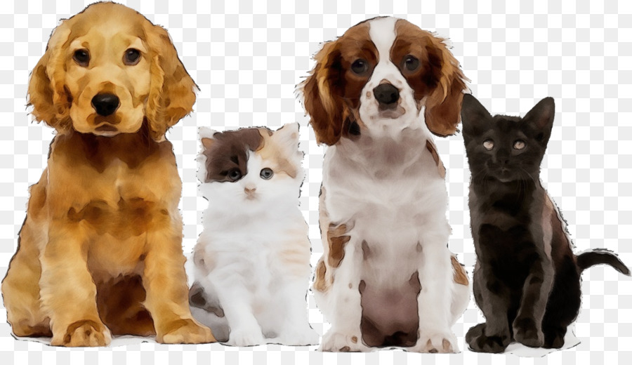 Mascotas，Perros PNG