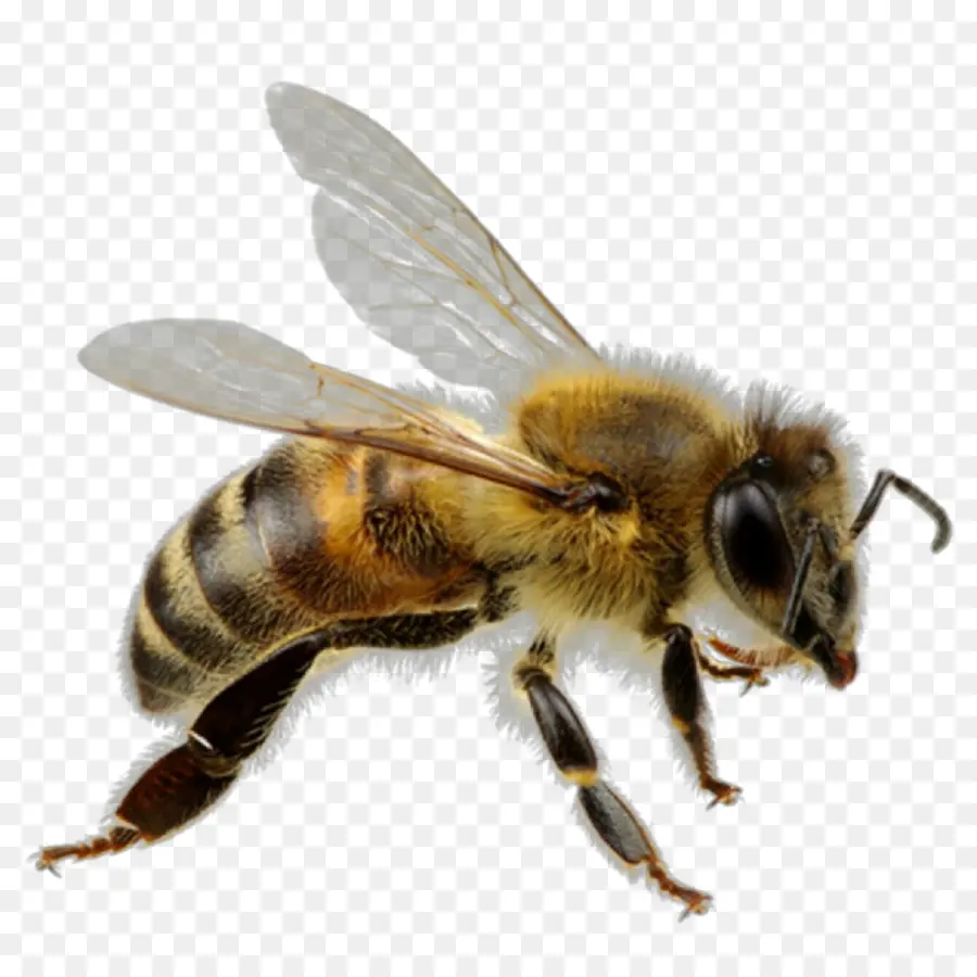 Abeja，Honeybee PNG