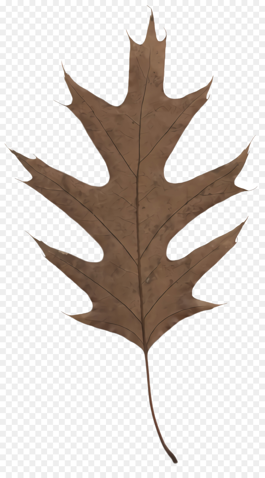 Hoja，árbol PNG