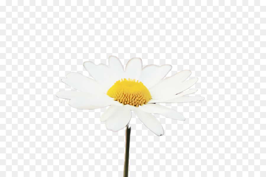 Flor，Margarita PNG