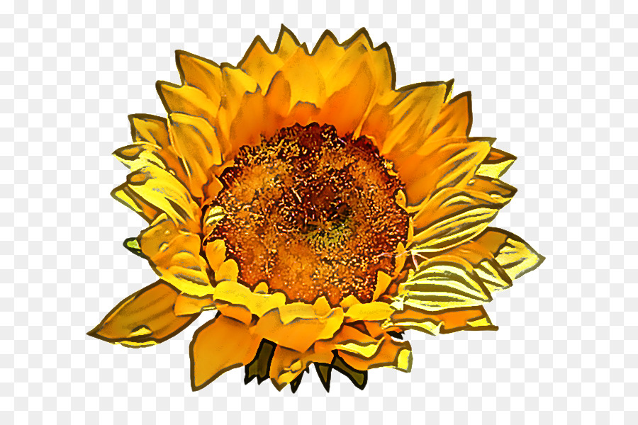 Girasol，Flor PNG