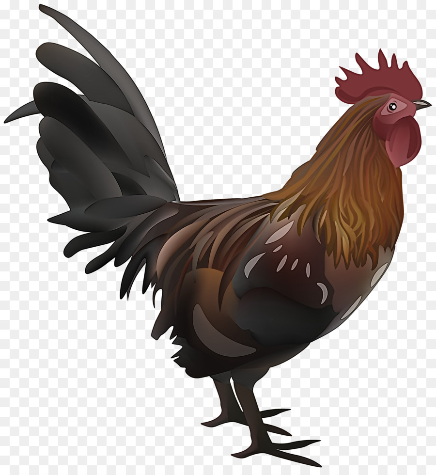 Aves，Pollo PNG