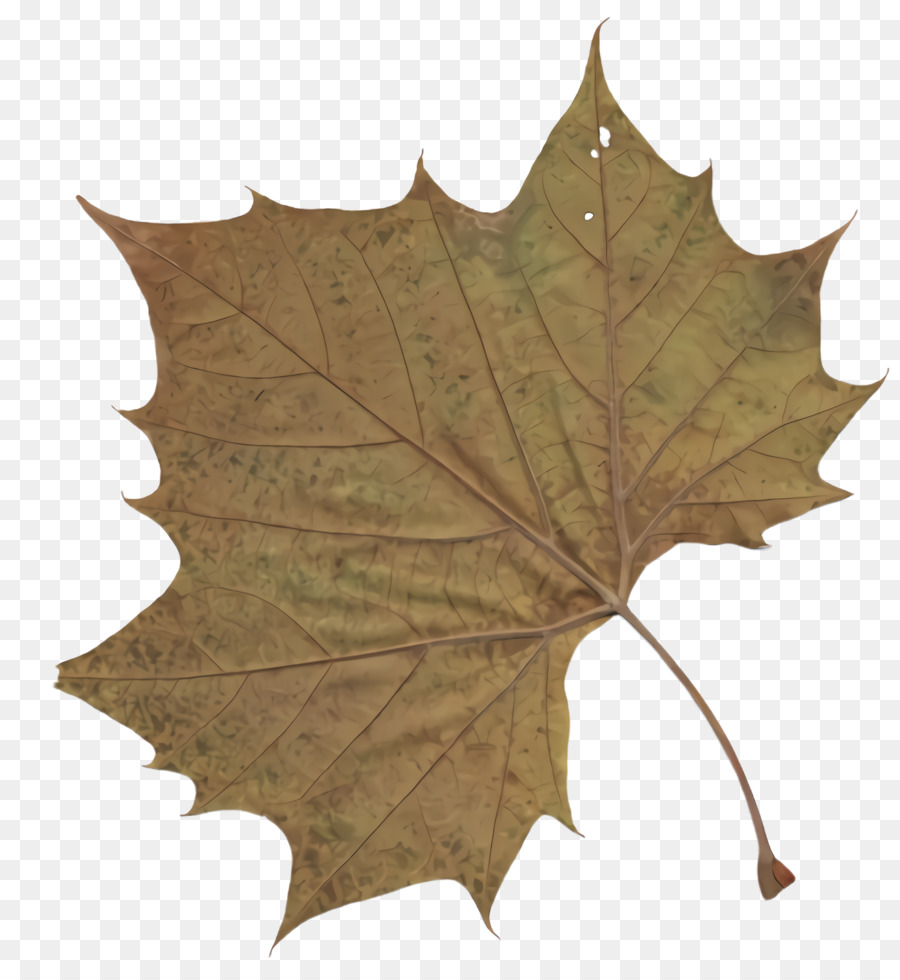 Hoja，Otoño PNG