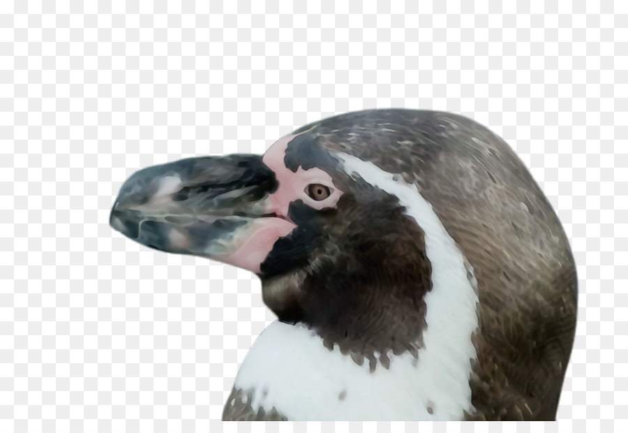 Pájaro，Ave No Voladora PNG