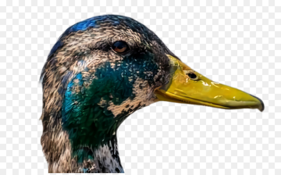 Pato，Aves PNG