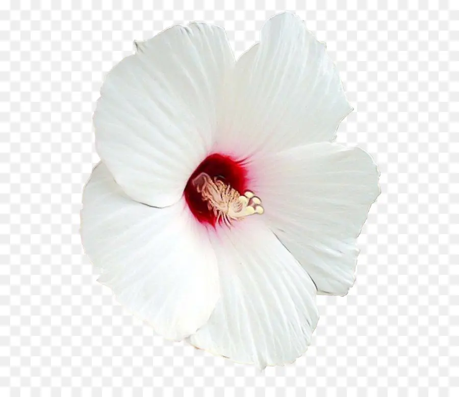 Flor De Hibisco Blanco，Flor PNG