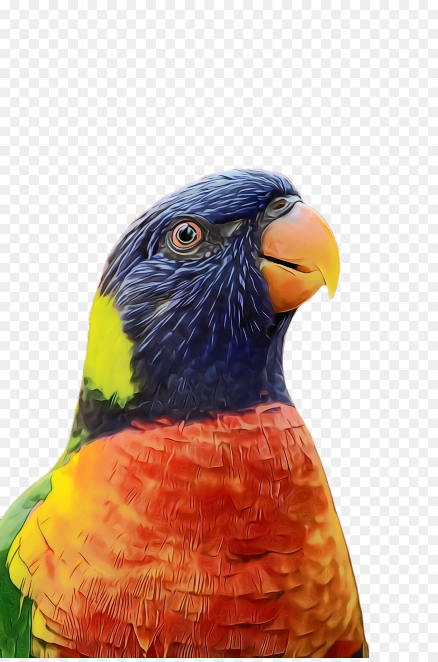 Loro Azul，Exótico PNG