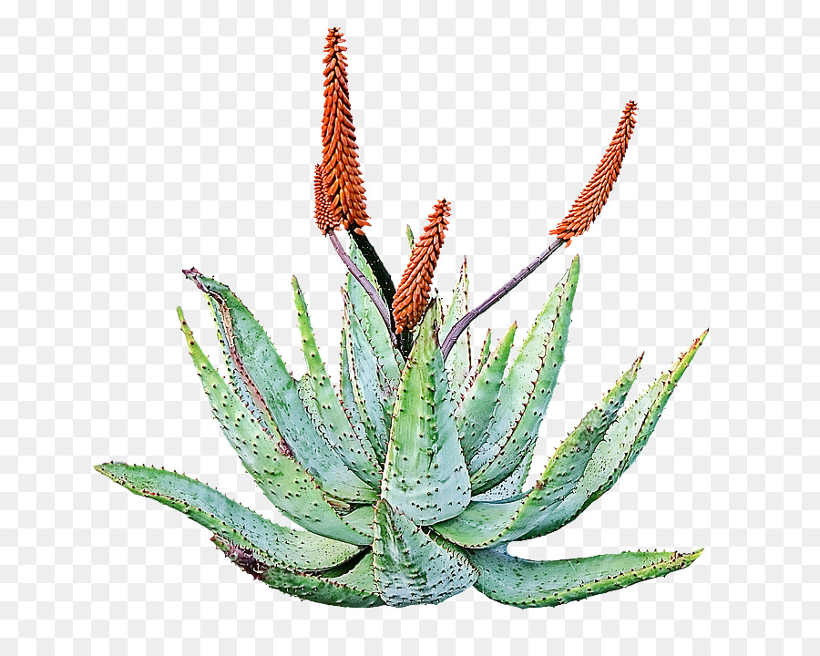 Aloe，Planta PNG