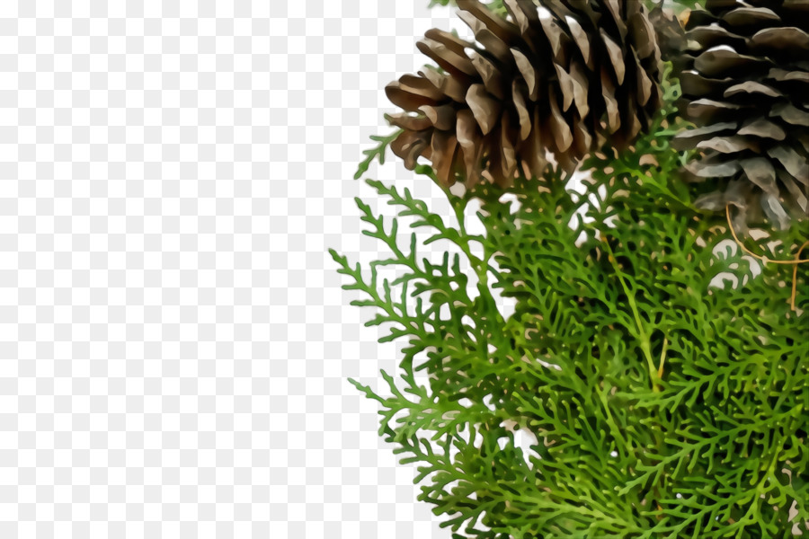 El Pino De Azúcar，Amarillo Fir PNG