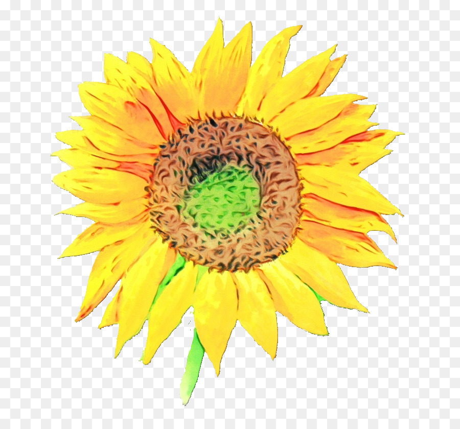 Flor，Girasol PNG