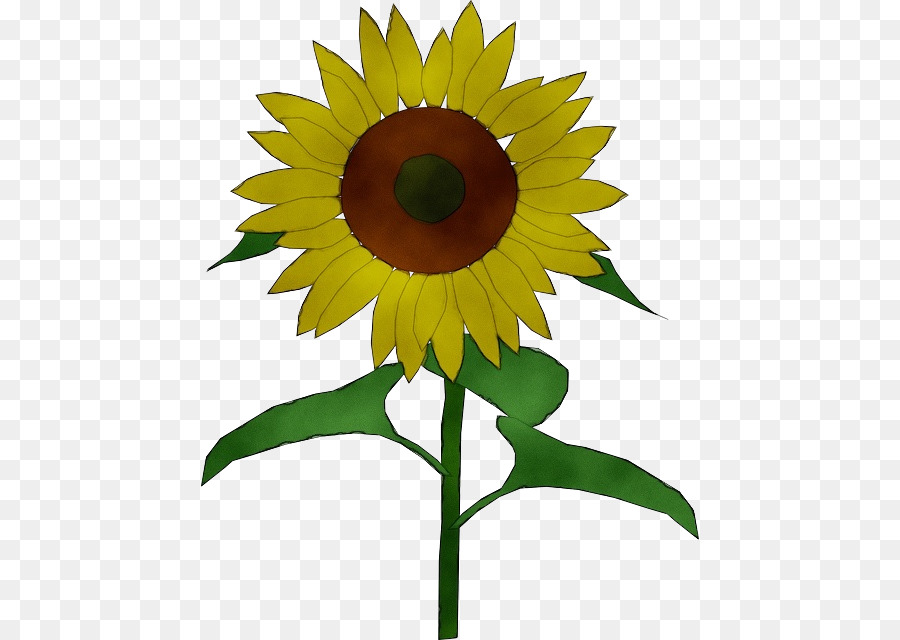 Girasol，Flor PNG