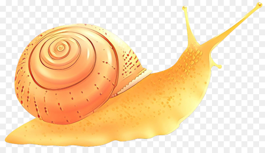 Los Caracoles Y Babosas，Caracol PNG