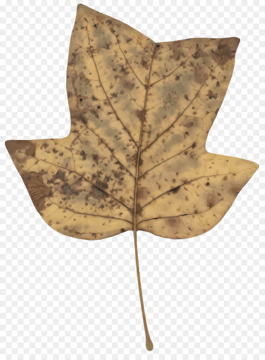 Hoja，árbol PNG