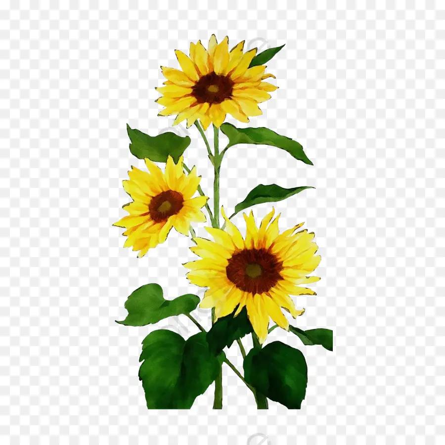 Flor，Girasol PNG