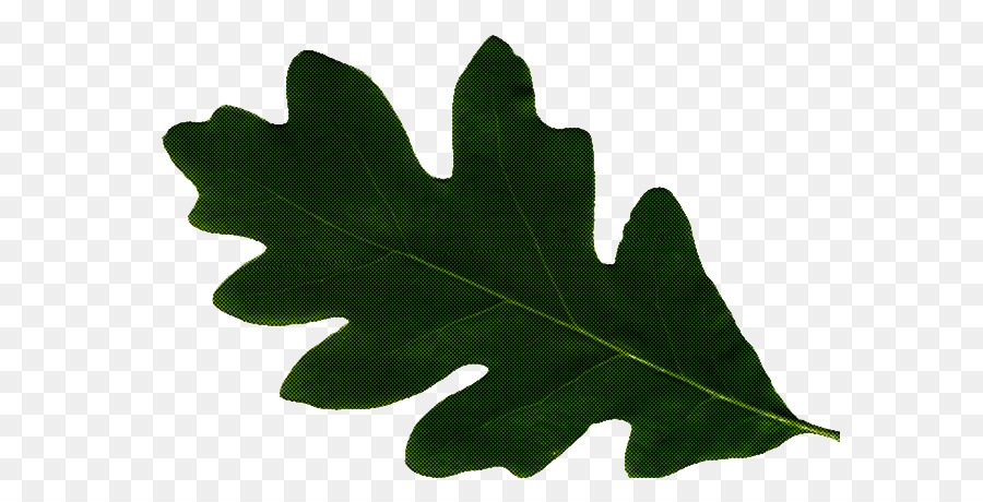 Hoja，Planta PNG