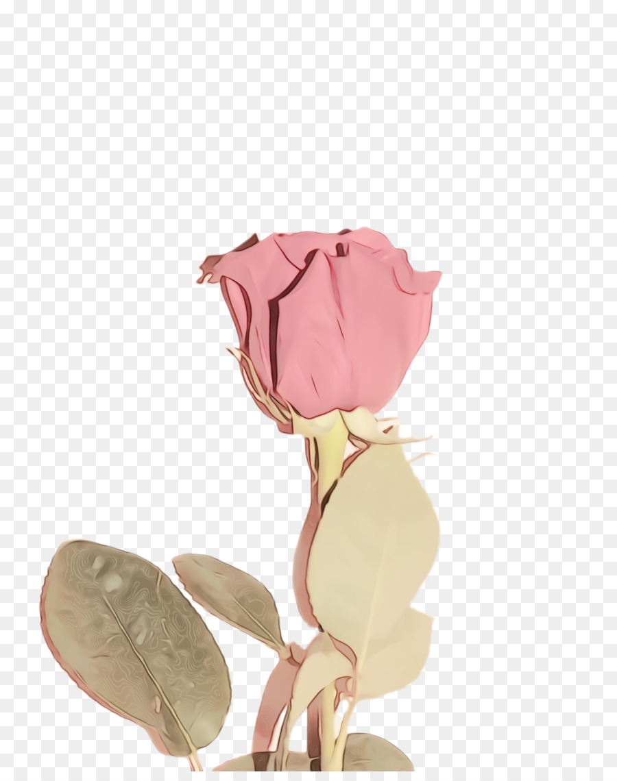 Rosa，Flor PNG