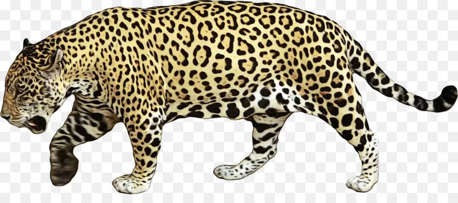 Jaguar，Salvaje PNG