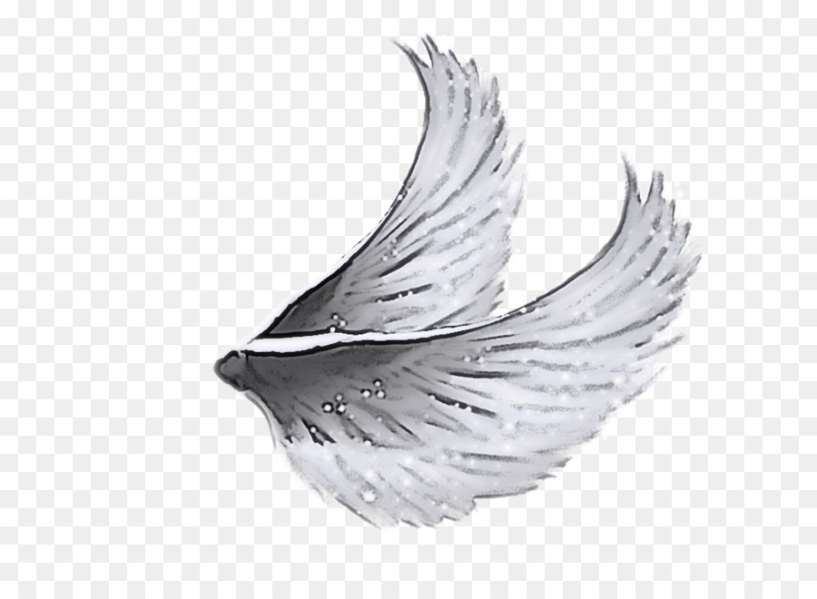 Ala，Pluma PNG