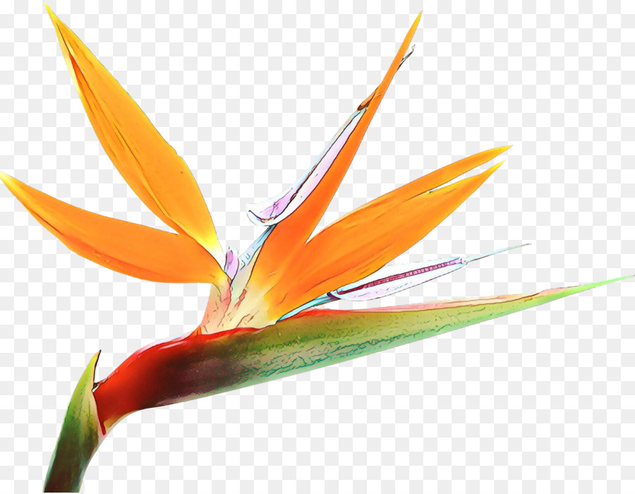 Ave Del Paraiso，Flor PNG