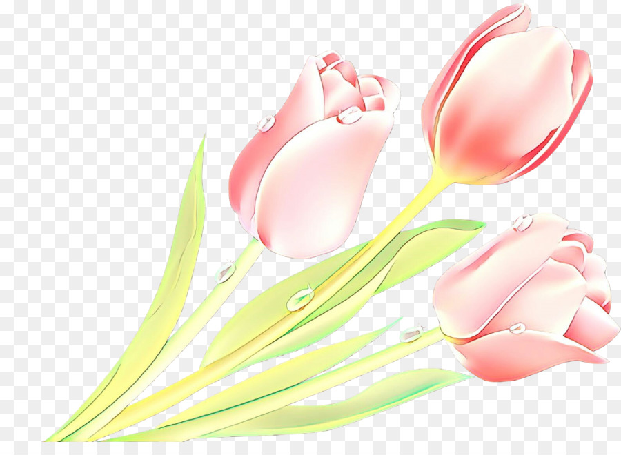 Rosa，Tulip PNG