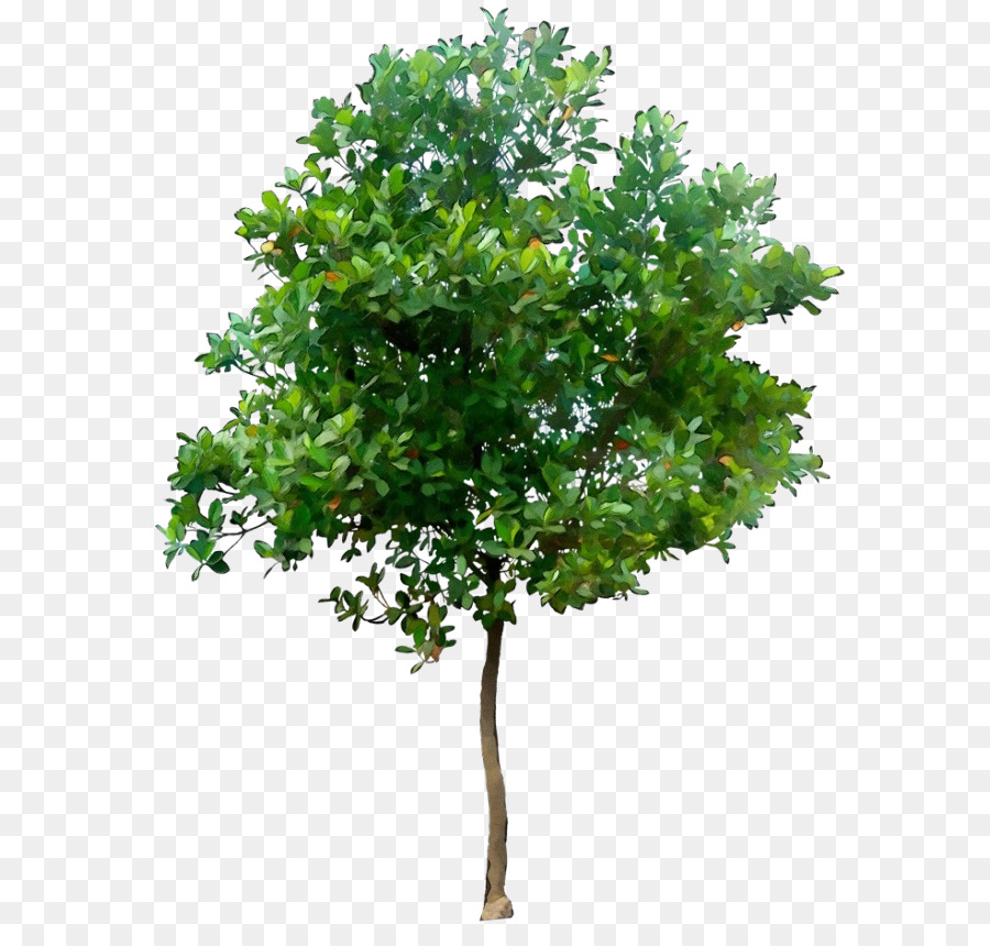 árbol，Planta PNG