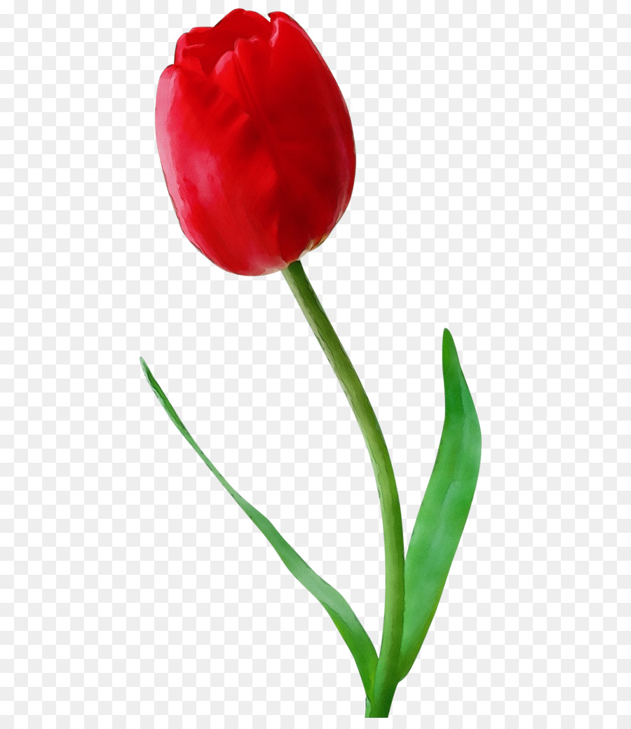 Tulip，Flor PNG