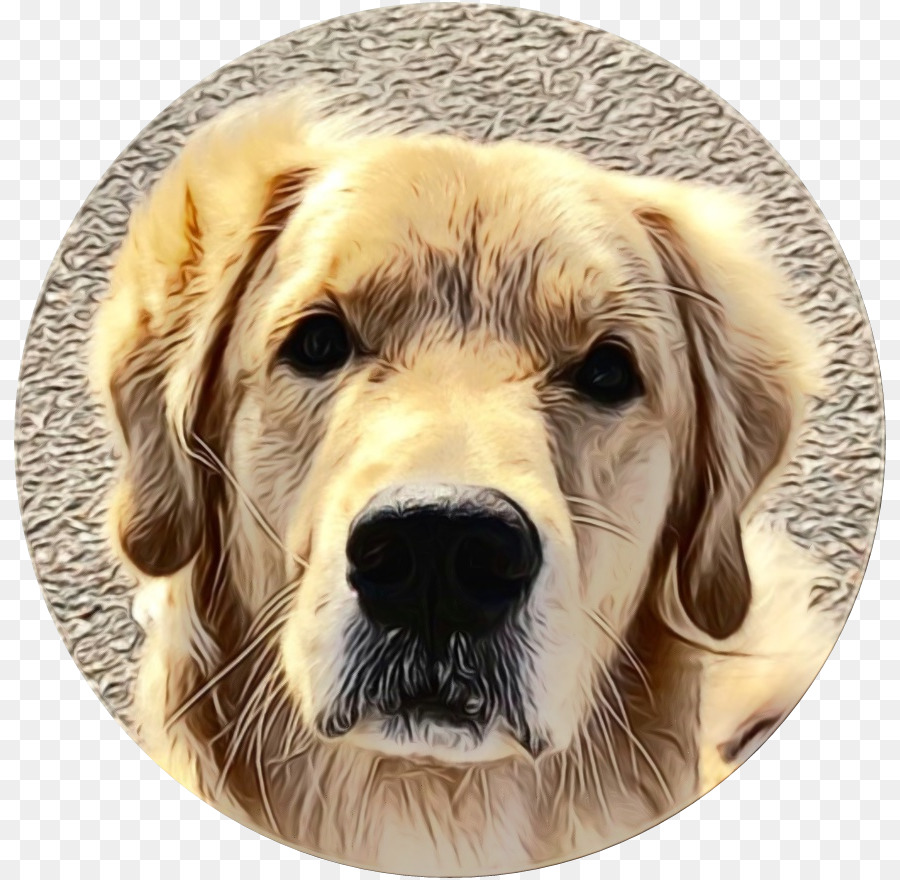 Perro，Golden Retriever PNG