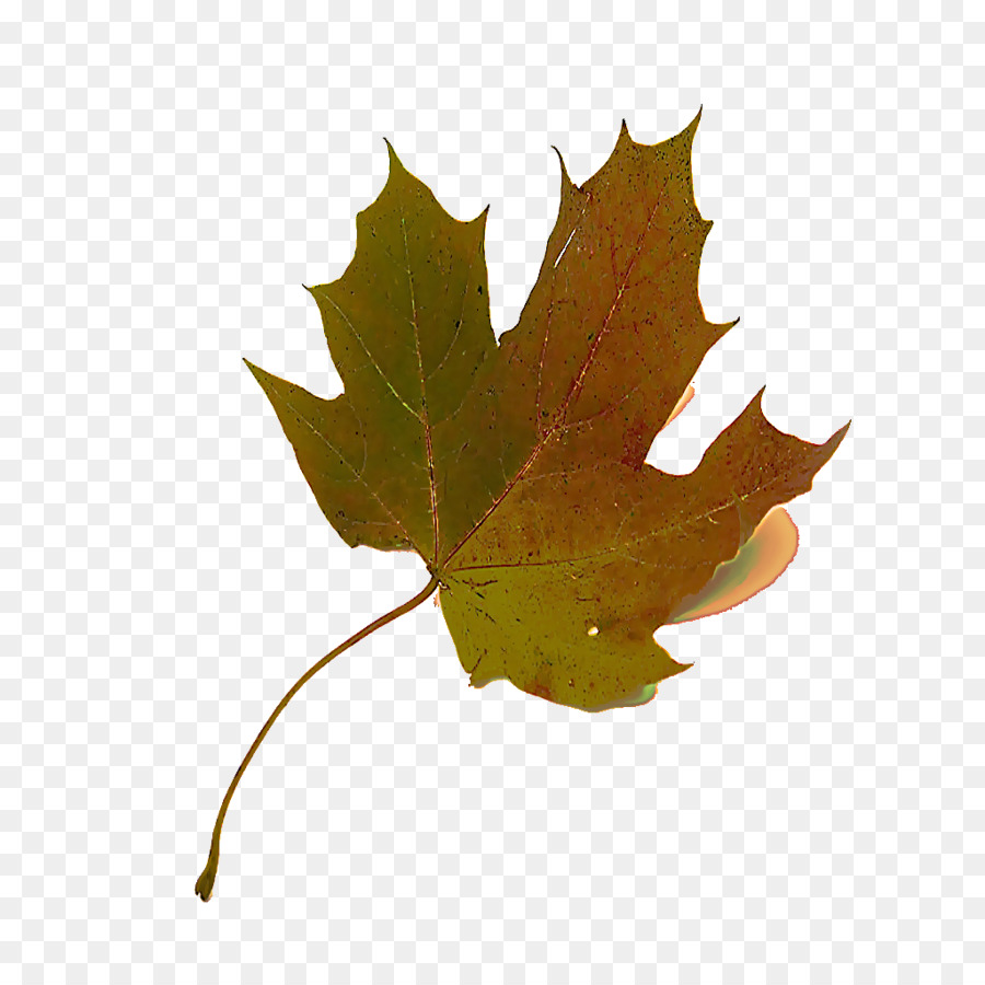 Hoja，árbol PNG