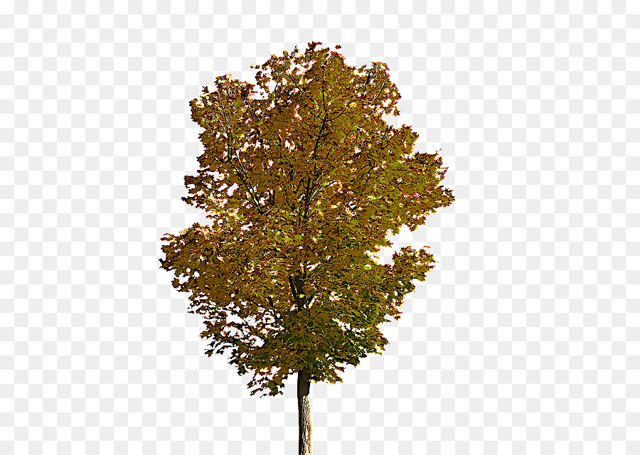 árbol，Planta PNG