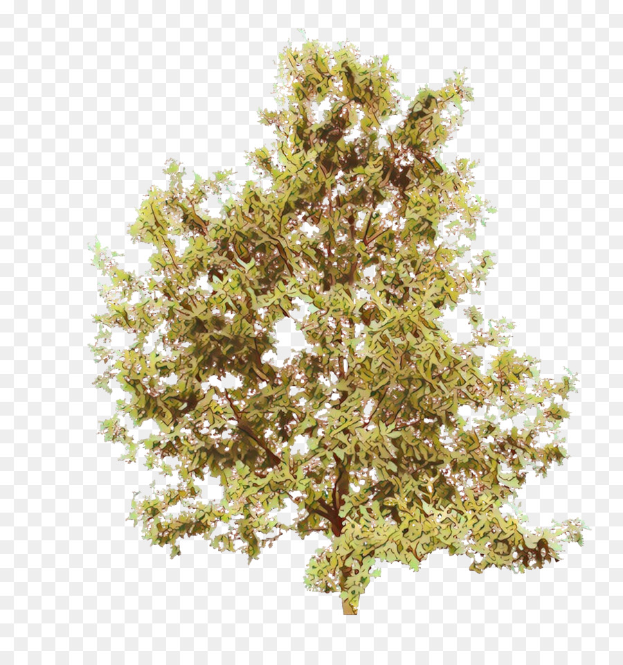 Árbol，Planta PNG