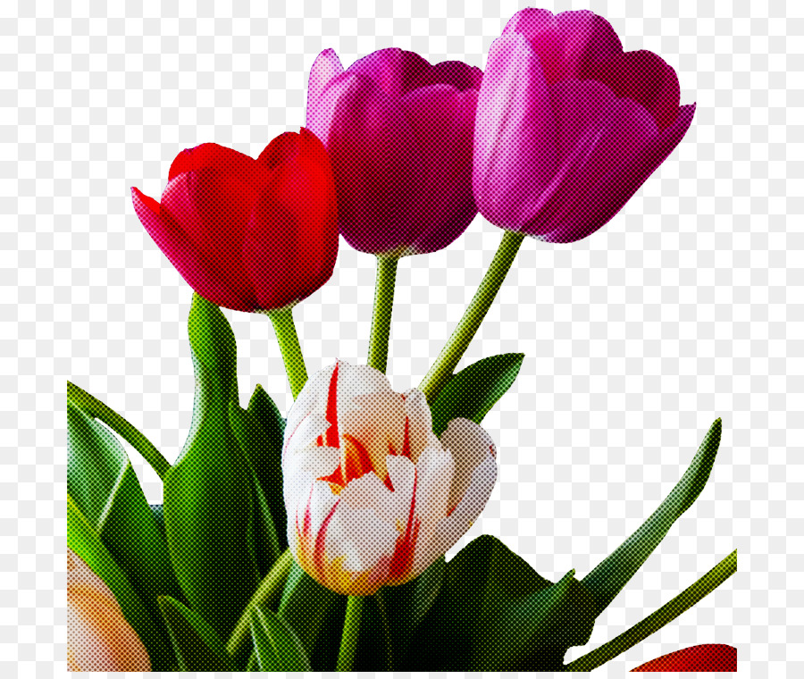 Tulipanes，Rojo PNG