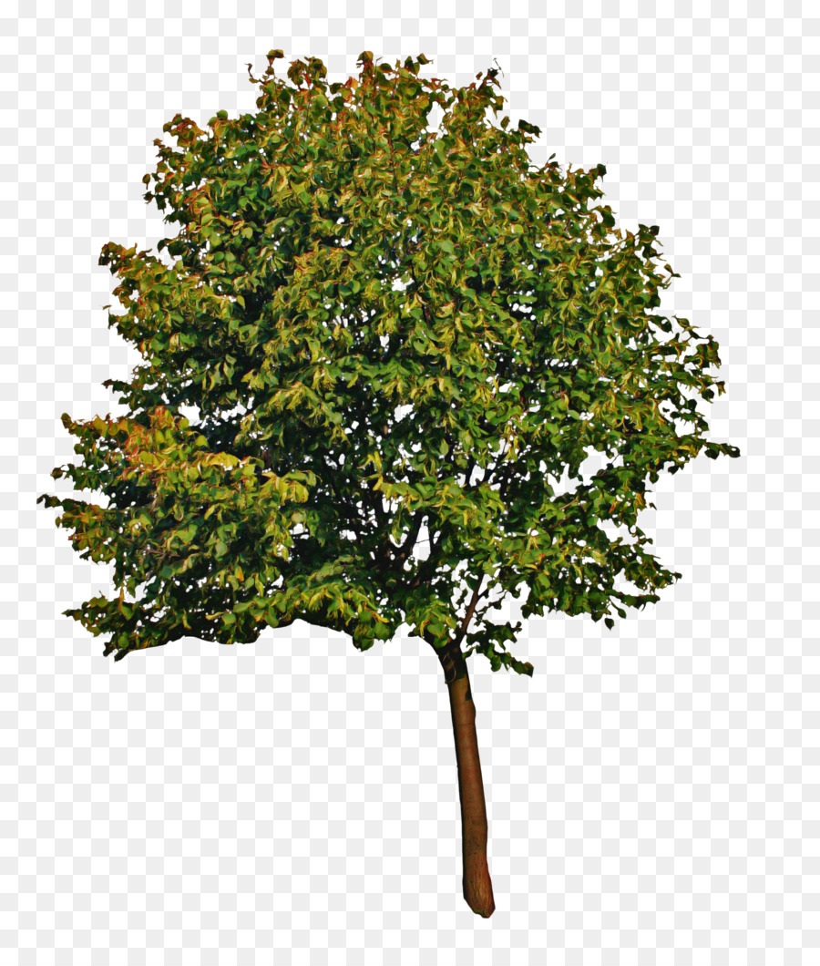 árbol，Planta PNG