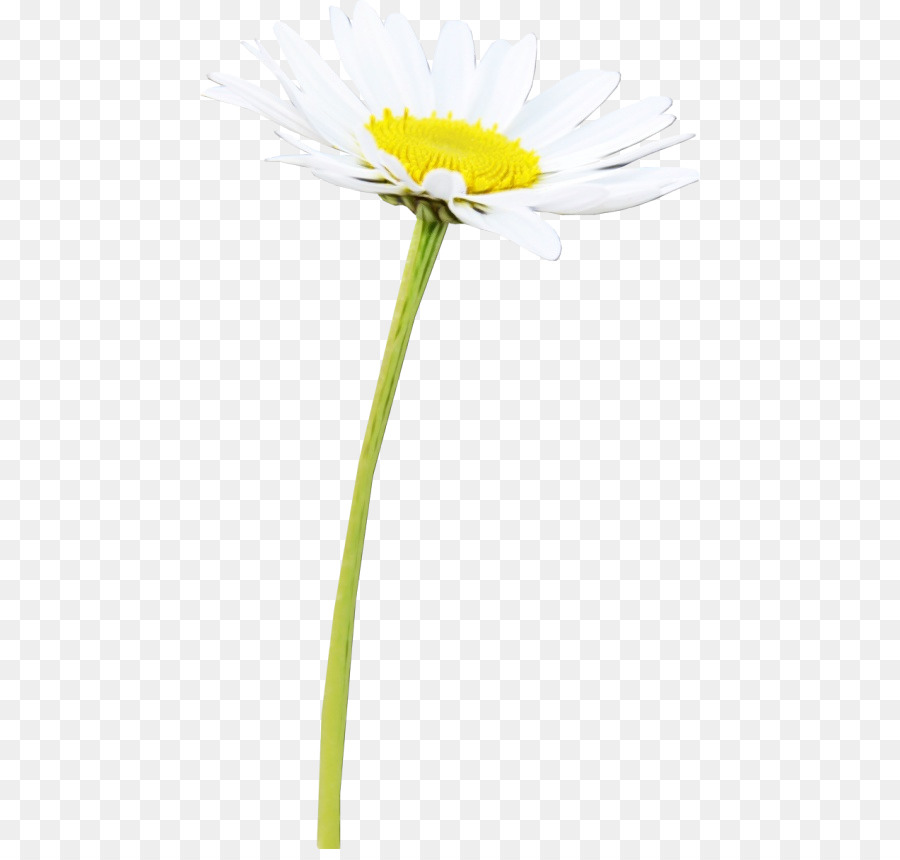 Flor Blanca，Margarita PNG