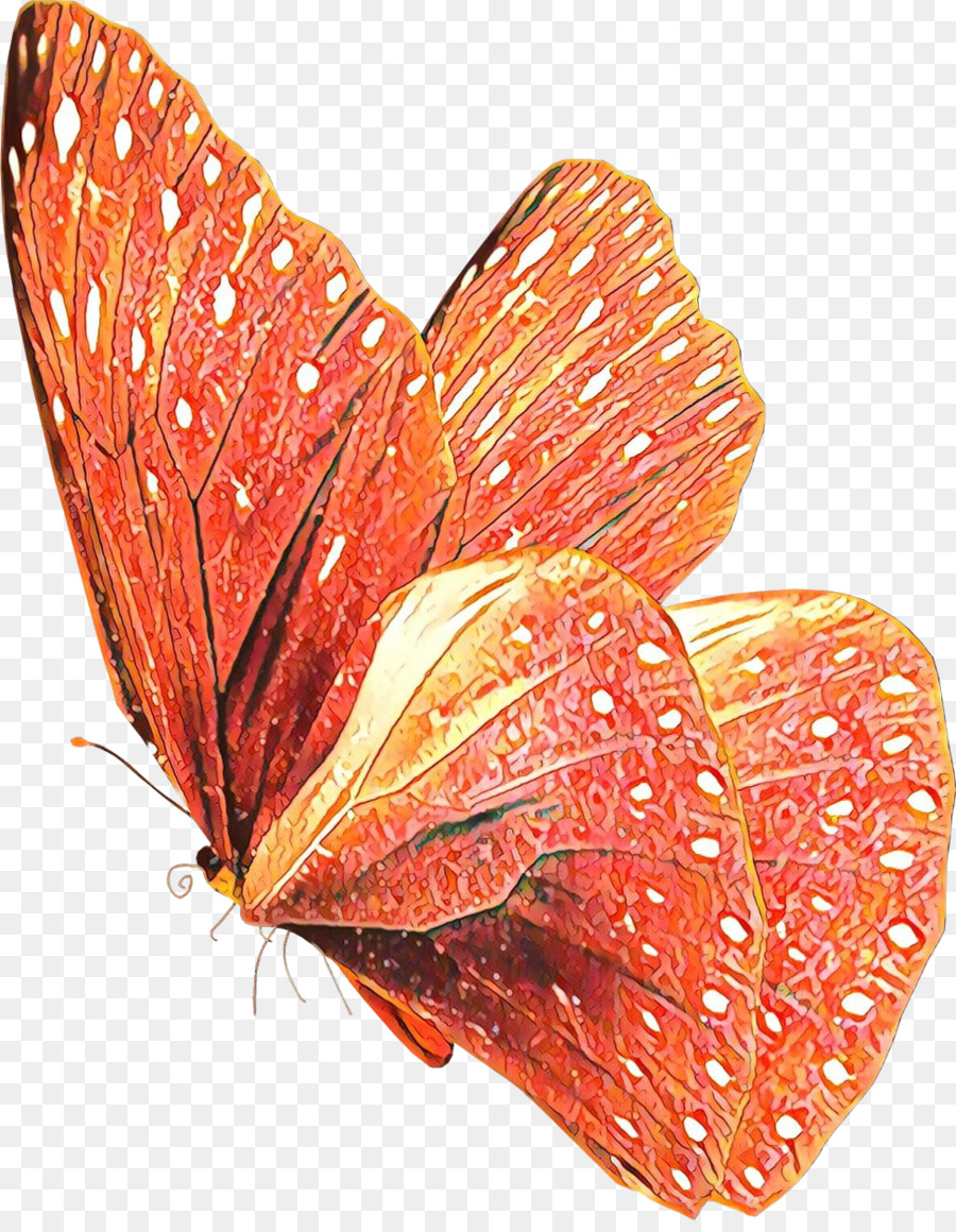 Mariposa，Naranja PNG