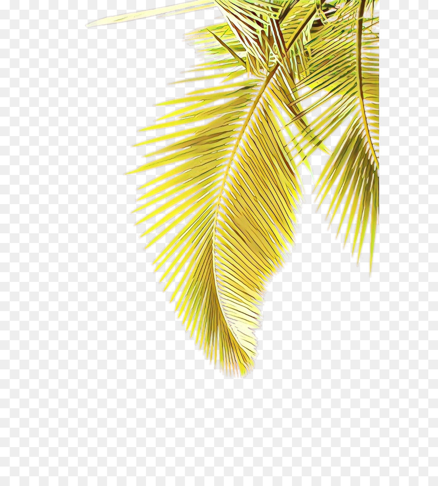 Palmera，Coco PNG